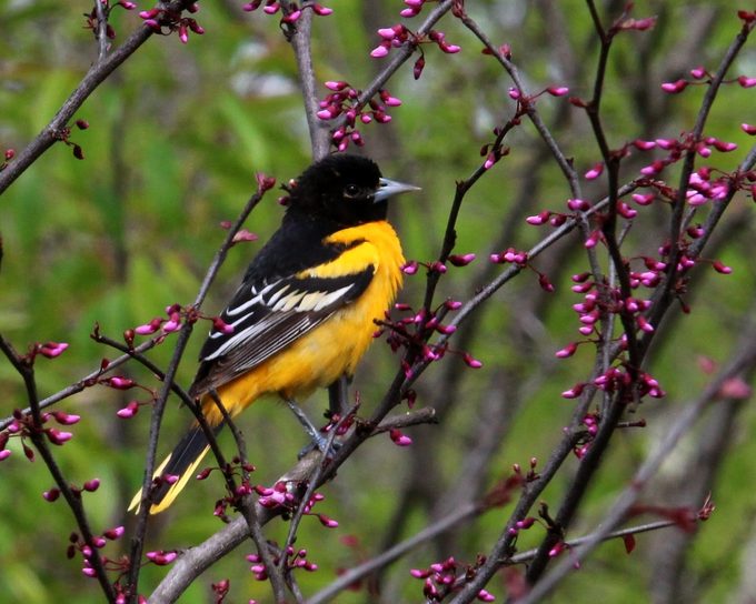 How to Identify a Baltimore Oriole - AA1uvLMo.img