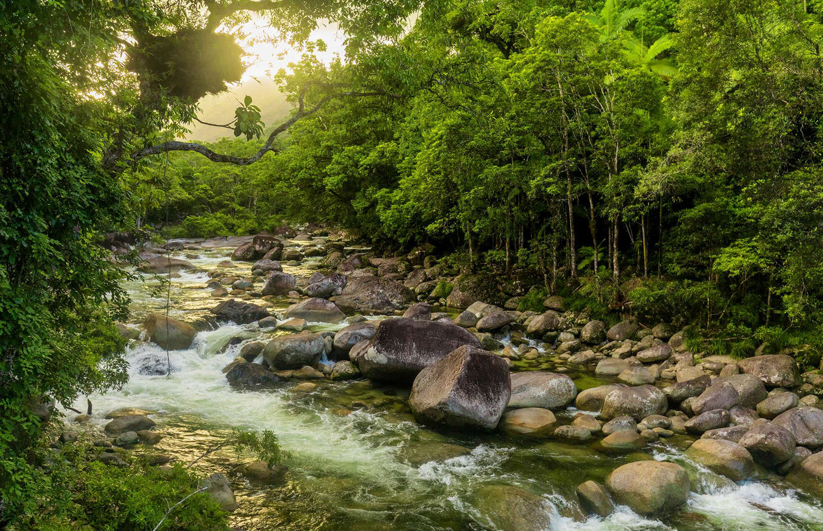 Daintree National Park