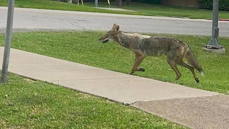 North Texas police warn residents to stop feeding wildlife