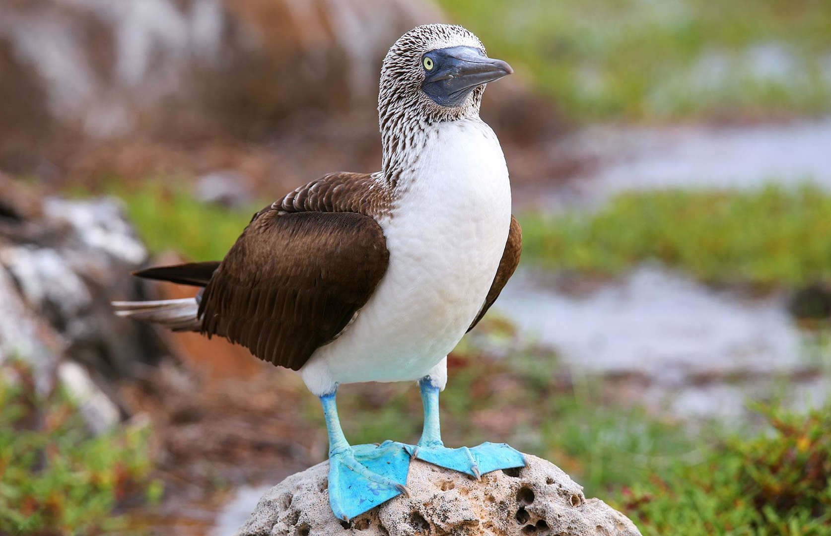 Galapagos Islands