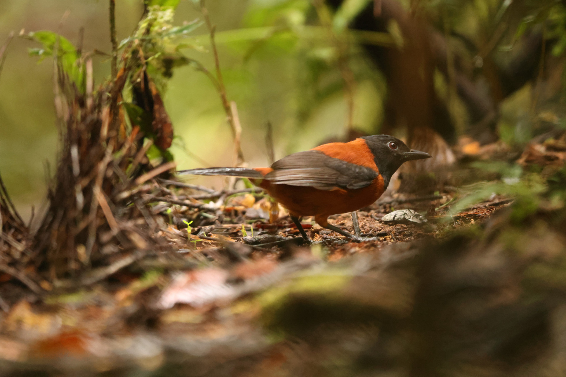 Pitohui