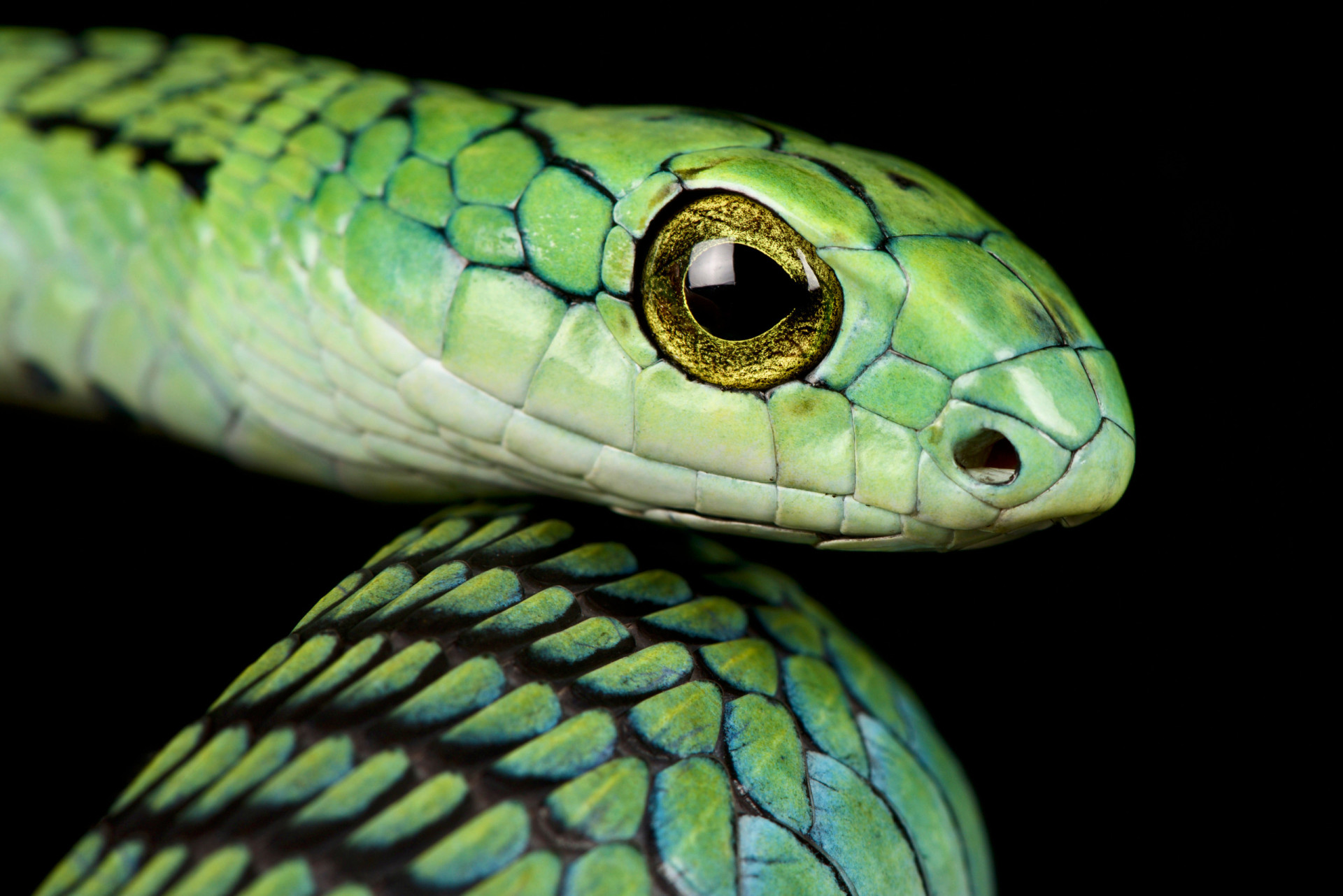 Boomslang