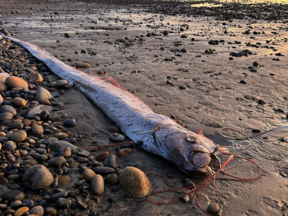 ディギ　リュウグウノツカイ 地震の前触れ」と恐れられる深海魚が米国で連続漂着！3ヶ月で3体