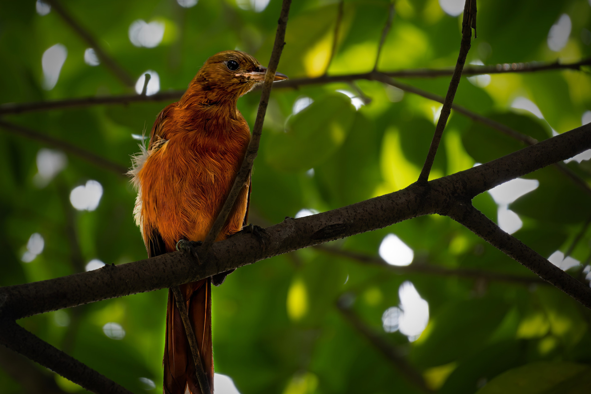 Pitohui