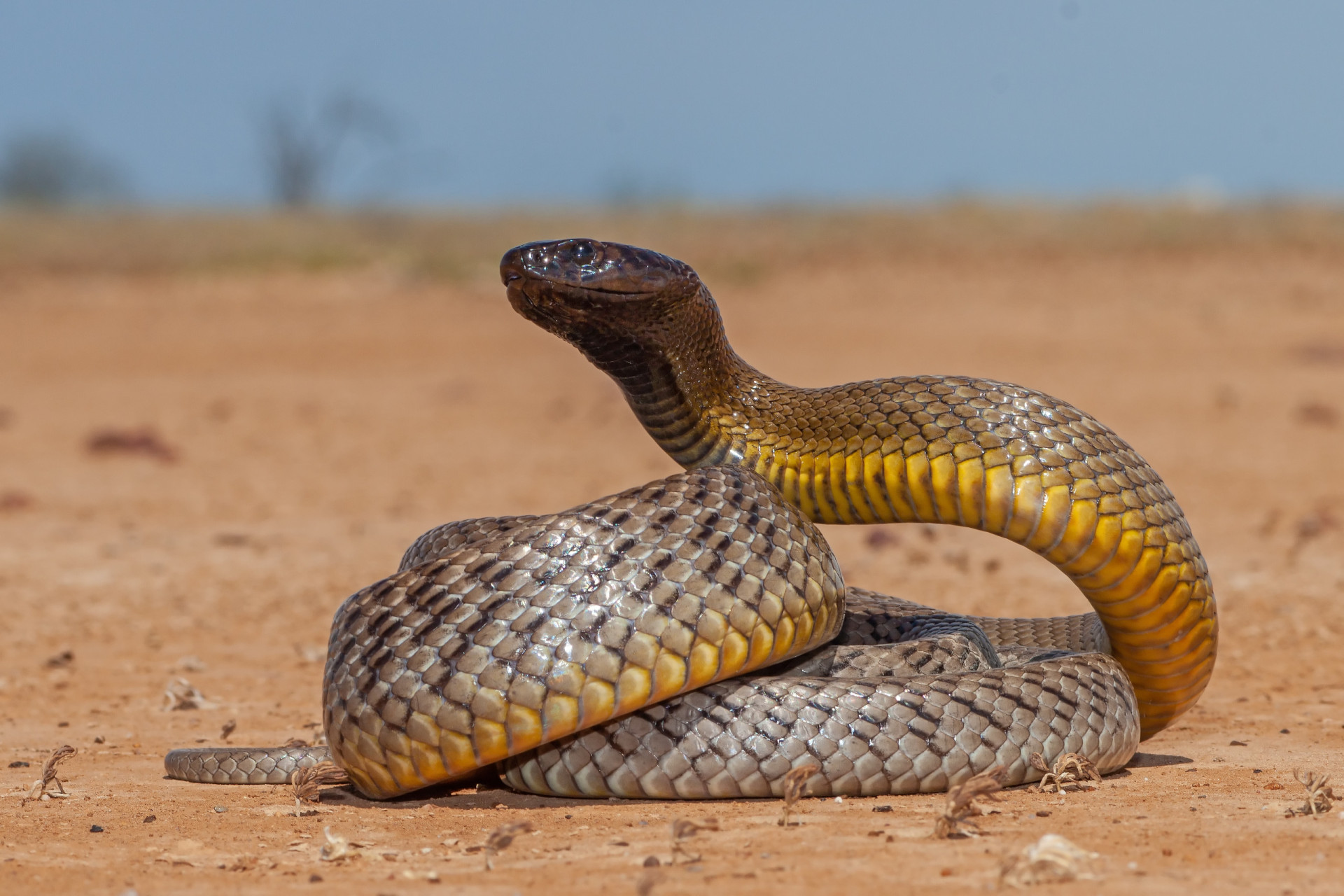 Inland taipan