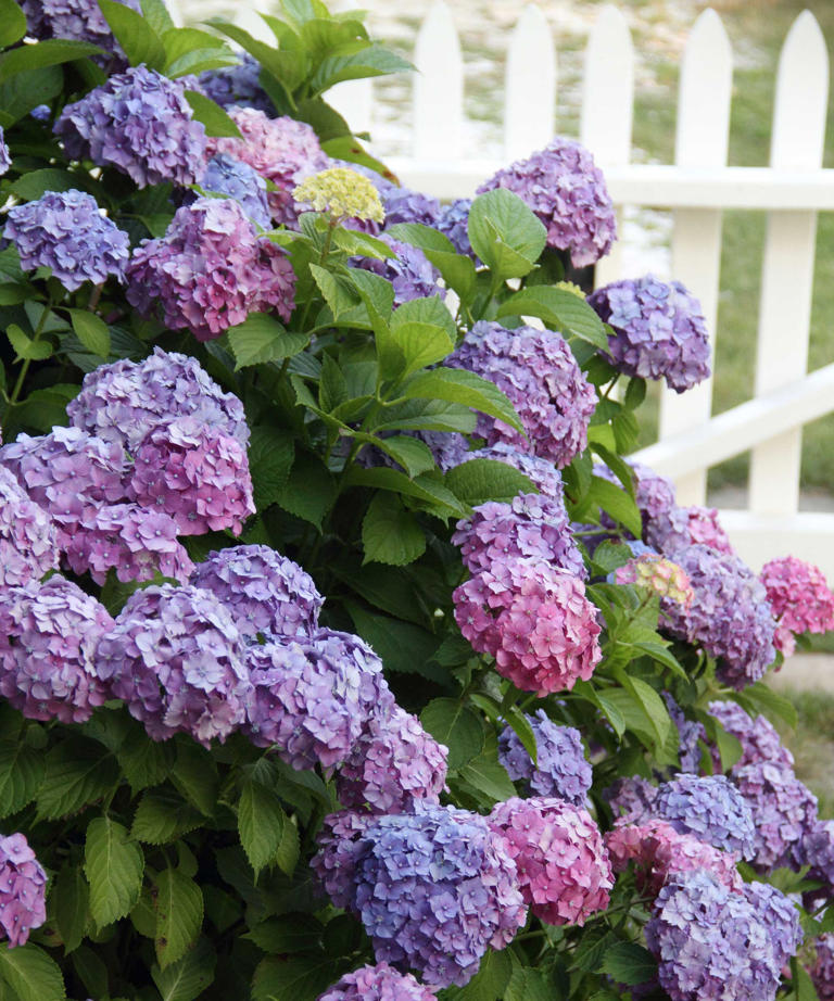 This compact shrub is quietly replacing hydrangeas – it’s more fragrant ...