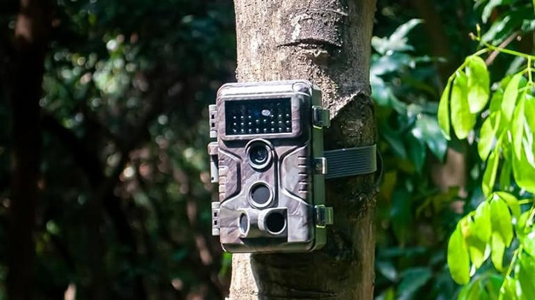 Trail camera strapped to a tree