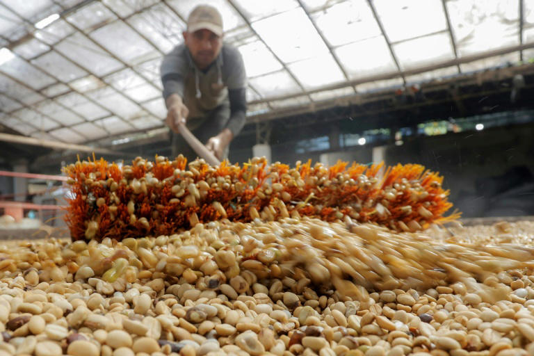 Un trabajador mueve grano de café puesto a secar el 29 de noviembre de 2024 en Chinchiná, Colombia