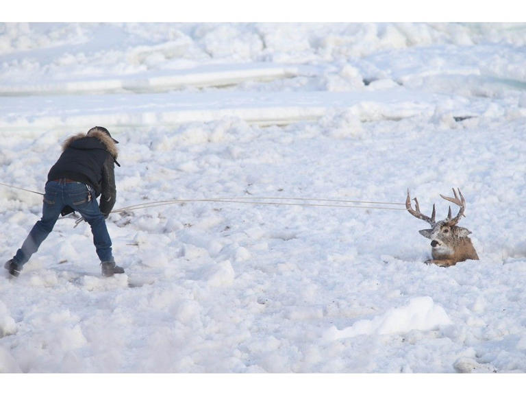 'Pretty amazing': Deer rescued on the Bow River Saturday morning