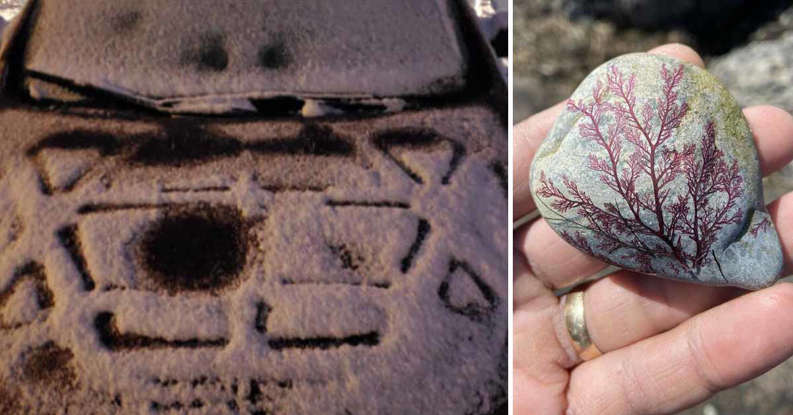 You Don #39 t See That Everyday: 30 Strange and Unique Things Found in the You Don #39 t See That Everyday: 30 Strange and Unique Things Found in the