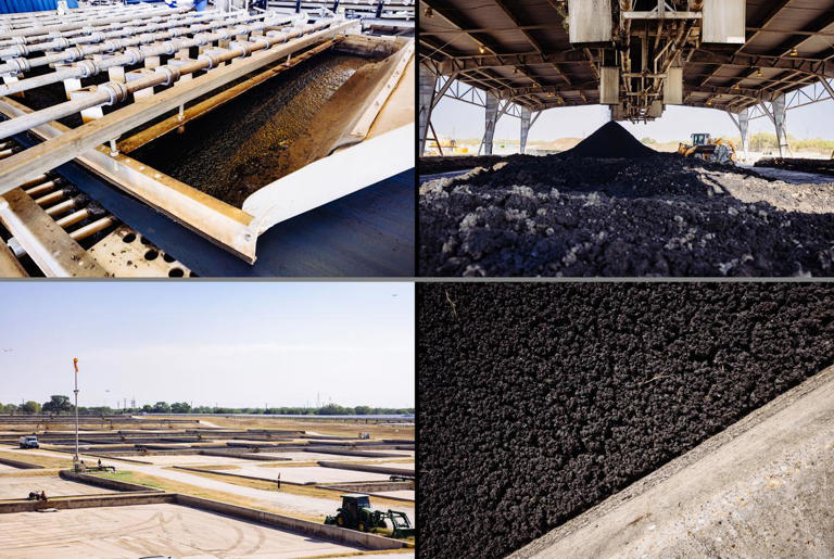 The two most common ways to dry sewage sludge are by passing it through a belt presser - which presses the sludge between two belts to squeeze out the water - or in drying beds. Sludge spread over sand beds dries into a crumbly material after the sun's heat evaporates the moisture. Credit: Chris Stokes for The Texas Tribune