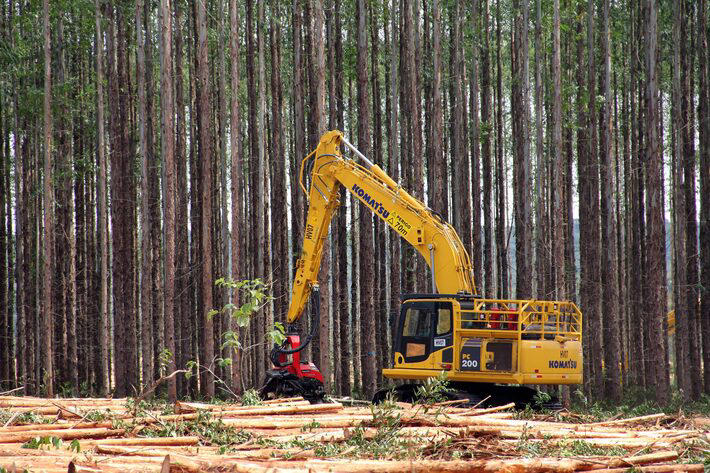 Máquina corta eucalipto cuja madeira é usada no processo de fabricação da celulose. O trabalho de corte e retirada da madeira já começou nas florestas da Eldorado. Foto: /AE