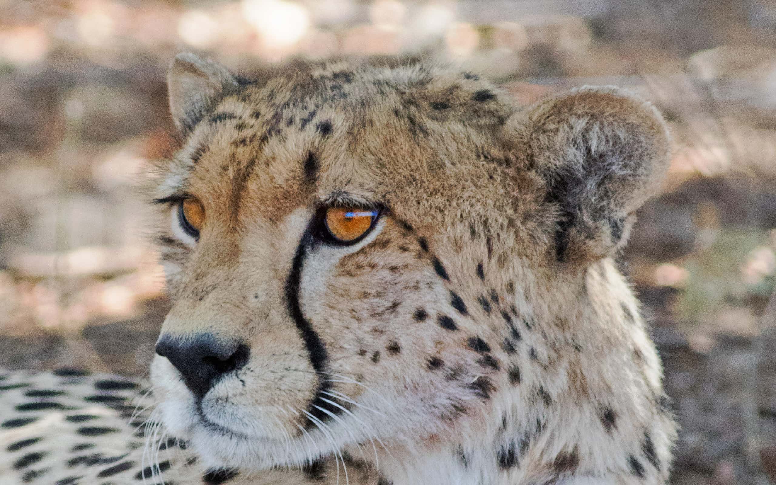 the-25-most-amazing-cheetah-facts