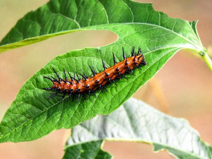 The coloration on the caterpillar is similar to the adult butterfly.