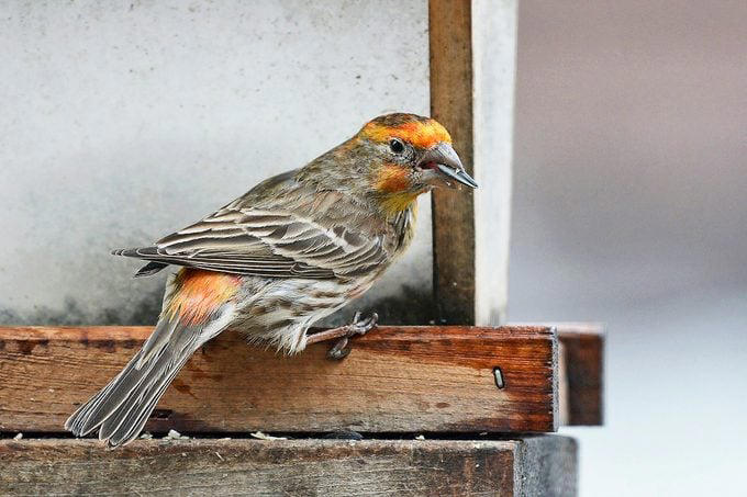 Why do some house finches have yellow feathers?