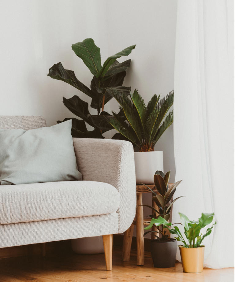 I started sprinkling cinnamon on my houseplant soil to keep pests away ...