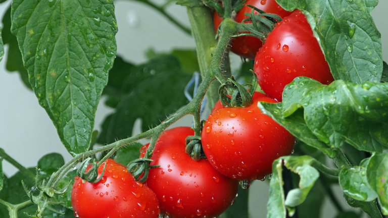 5 red fruits you must eat to keep your heart healthy