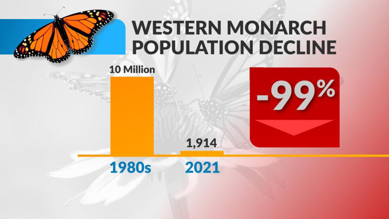 ‘everybody Loves Them:’ Monarch Butterflies Could Soon Join Endangered 