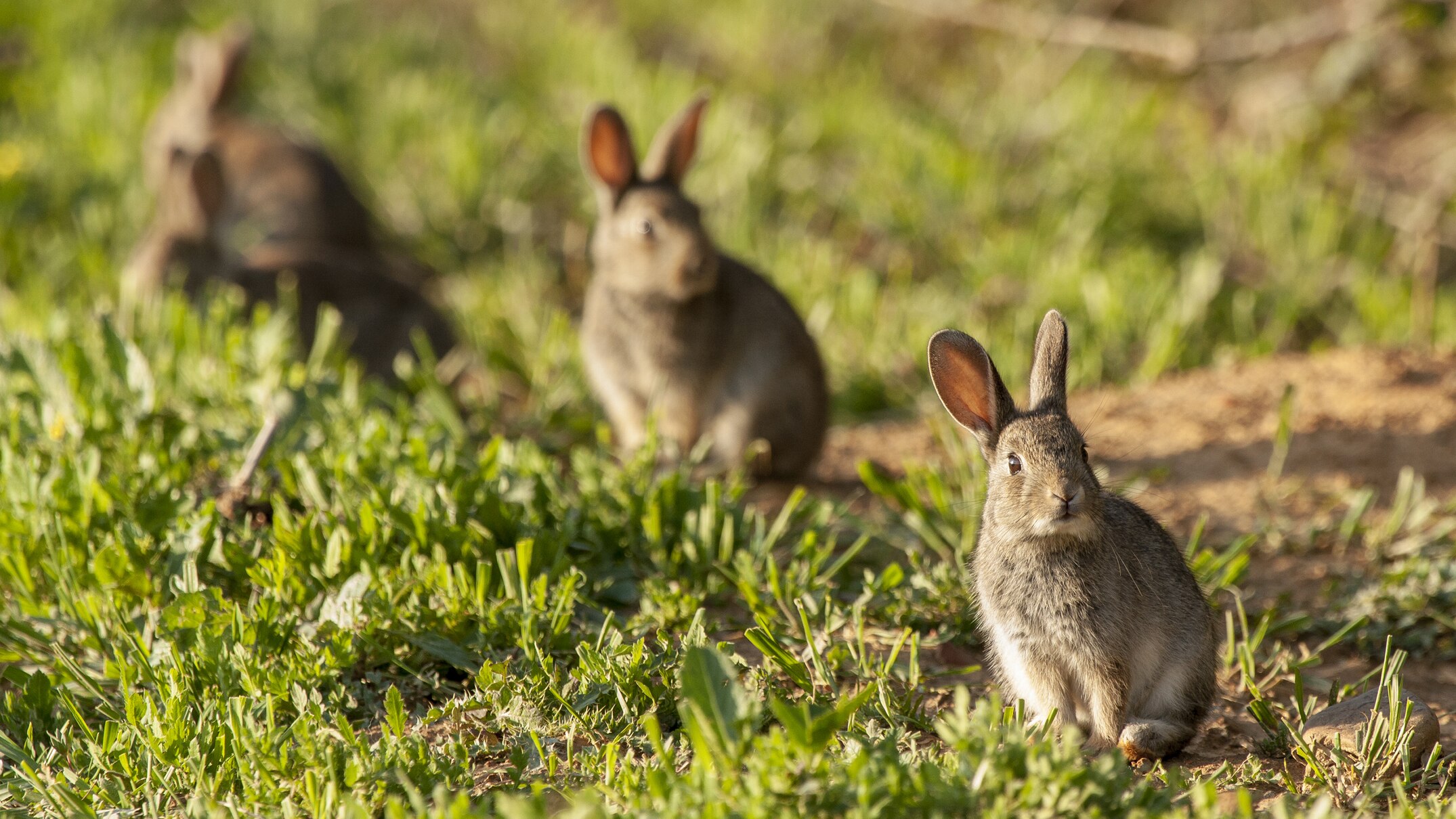 Concerns biological controls losing their edge as rabbit populations climb