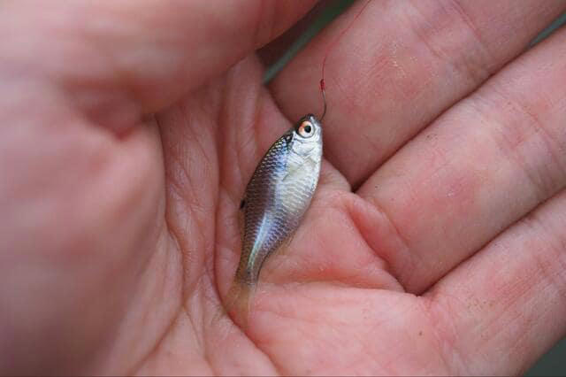 世界最小の釣り物「タナゴの新子」 憧れの「一円玉サイズ」目指す霞ヶ浦で “オジイ” のワザを見た！