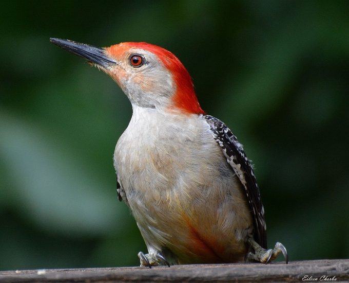 All About the Red Bellied Woodpecker - AA1vKWOS.img