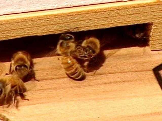 Why you should appreciate pollen and the honey bee this spring season