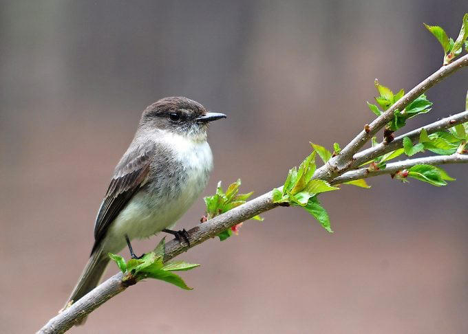Signs of Spring: 8 Great Spring Bird Moments
