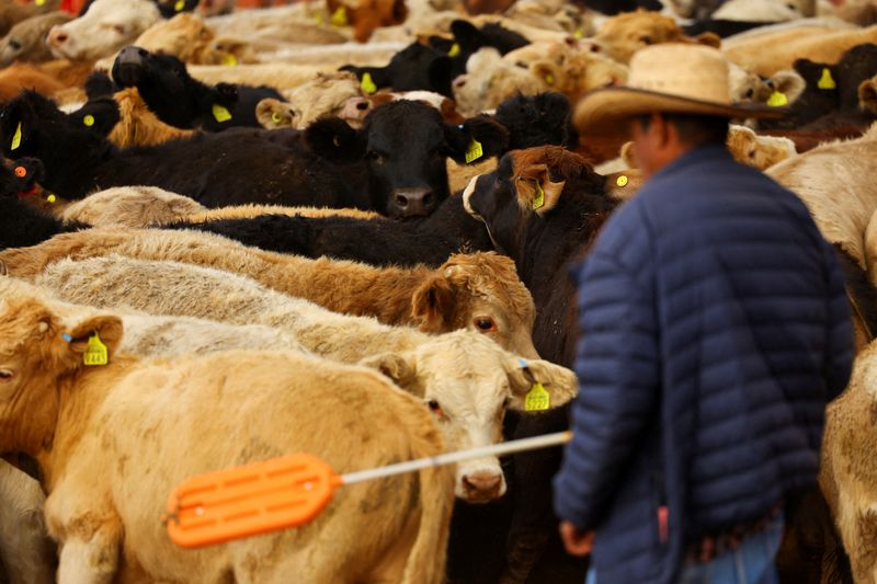 USDA Approves Funds To Fight Screwworm, May Resume Mexico Cattle ...