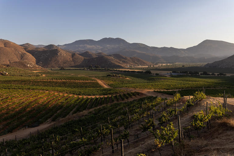 Vista aérea de los viñedos de L.A. Cetto en Valle de Guadalupe, Baja California. Foto: Meghan Dhaliwal y Dominic Bracco II/National Geographic