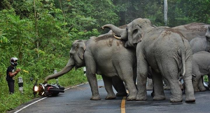 10 Fakta Seru Tentang Gajah yang Mungkin Belum Anda Ketahui