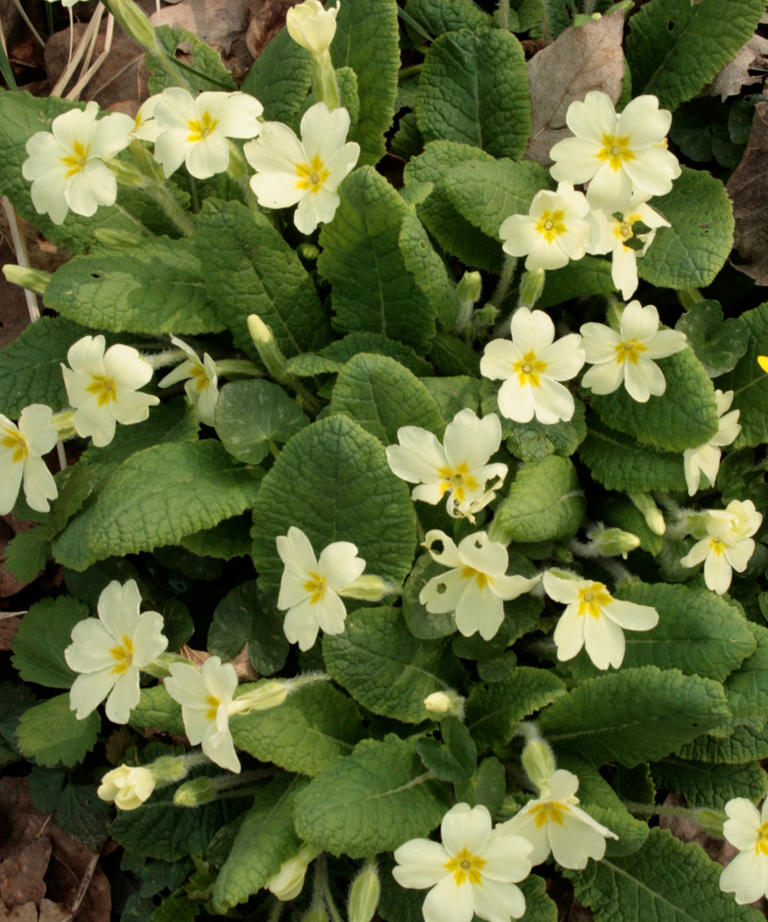 Plants that complement daffodils – for pots and borders that will ...