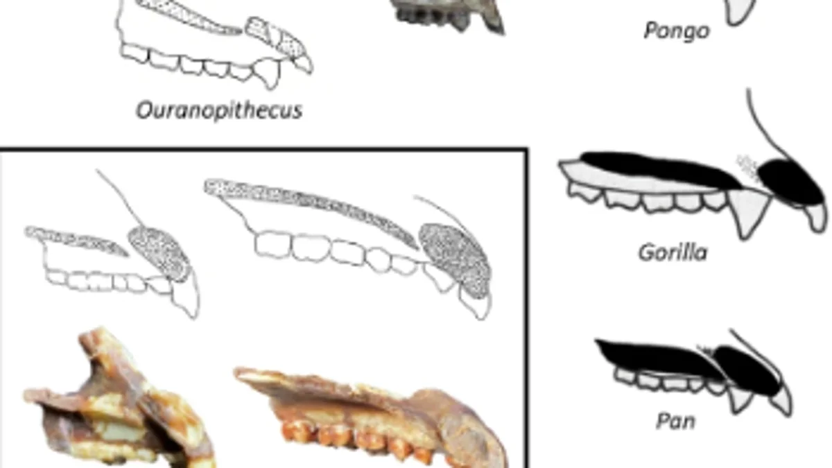 Reconstrucción de homínidos actuales basada en Rudapithecus (modificado de 40) y Ouranopithecus (redibujado de 41 mediante tomografía computarizada).