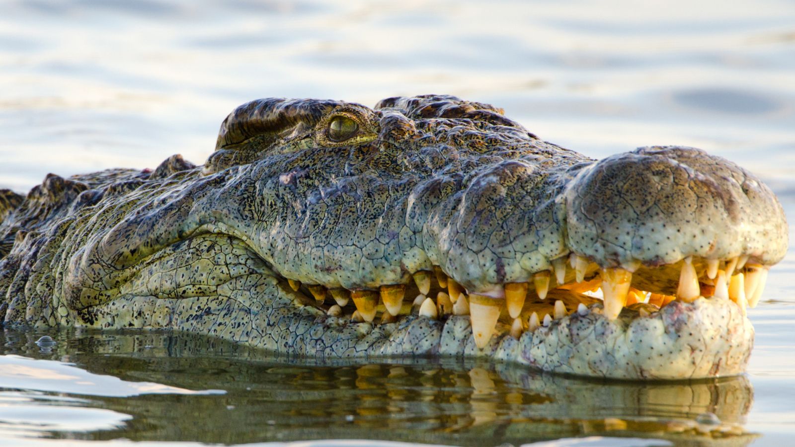 Henry The Giant Crocodile, Who Has Sired 10,000 Babies, Celebrates ...