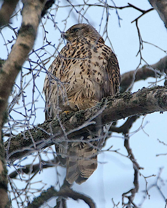 Deze 15 bizarre Roofvogels zijn gewoon in Nederland te vinden!