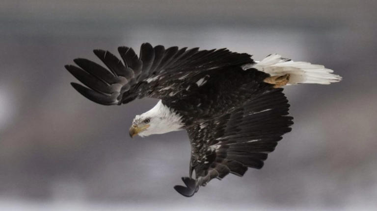 Bill to officially make bald eagle national bird heads to Biden’s desk