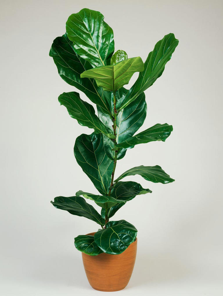 How to Care for an Indoor Fiddle Leaf Fig (And Actually Keep It Alive!)
