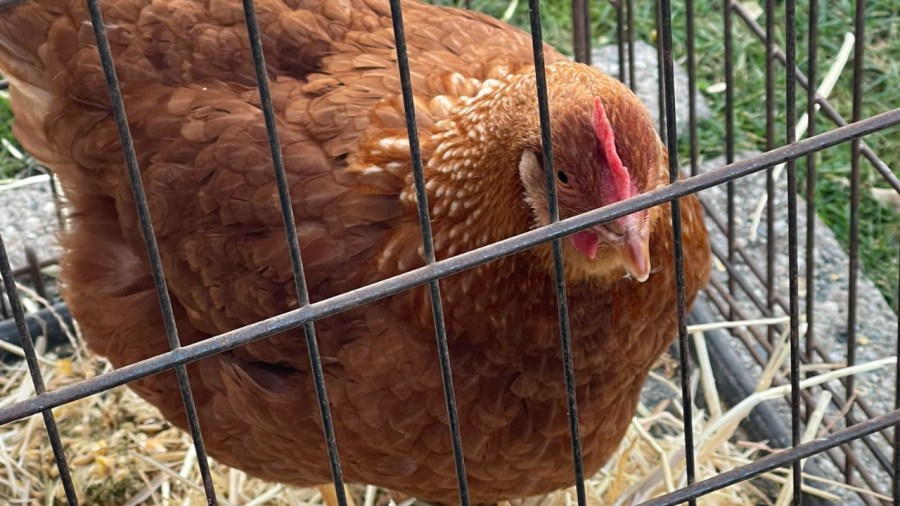 Bird flu found in Ottawa County flock