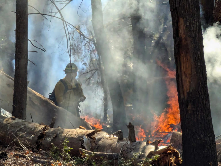 Larger-scale prescribed burn project continues around Magalia