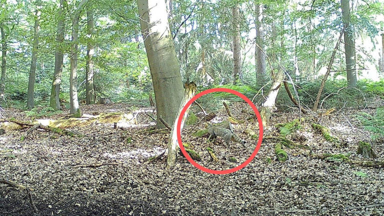 Rare Animal Caught On Trap Camera In Spectacular Photograph