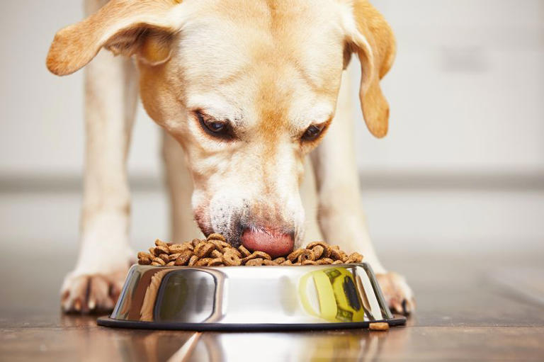 Names of recalled dog food best sale