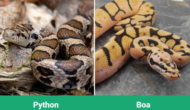 Pros and Cons of Keeping a Boa Constrictor