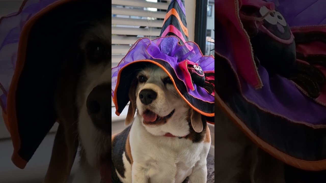 Help these beagles pick the perfect Halloween costume