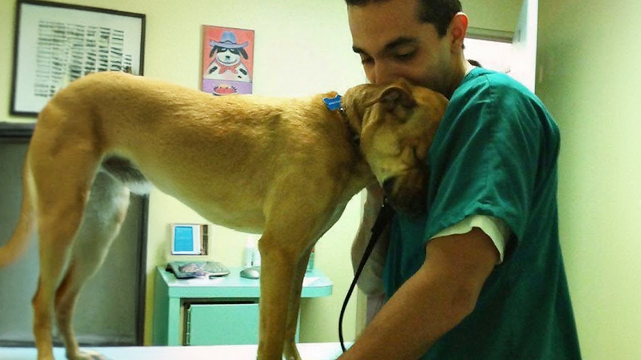 Dog's comforting reaction to vet's care