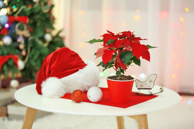 8 Tanaman Hias untuk Hiasan Natal di Rumah