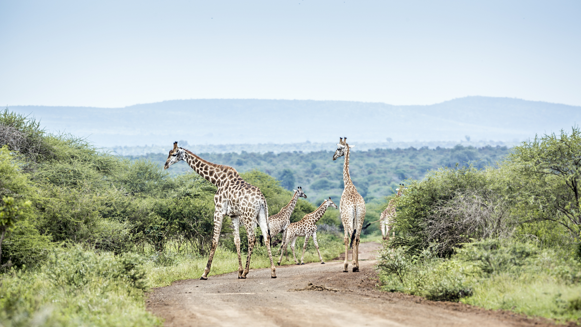 20 Wildlife Experiences in South Africa