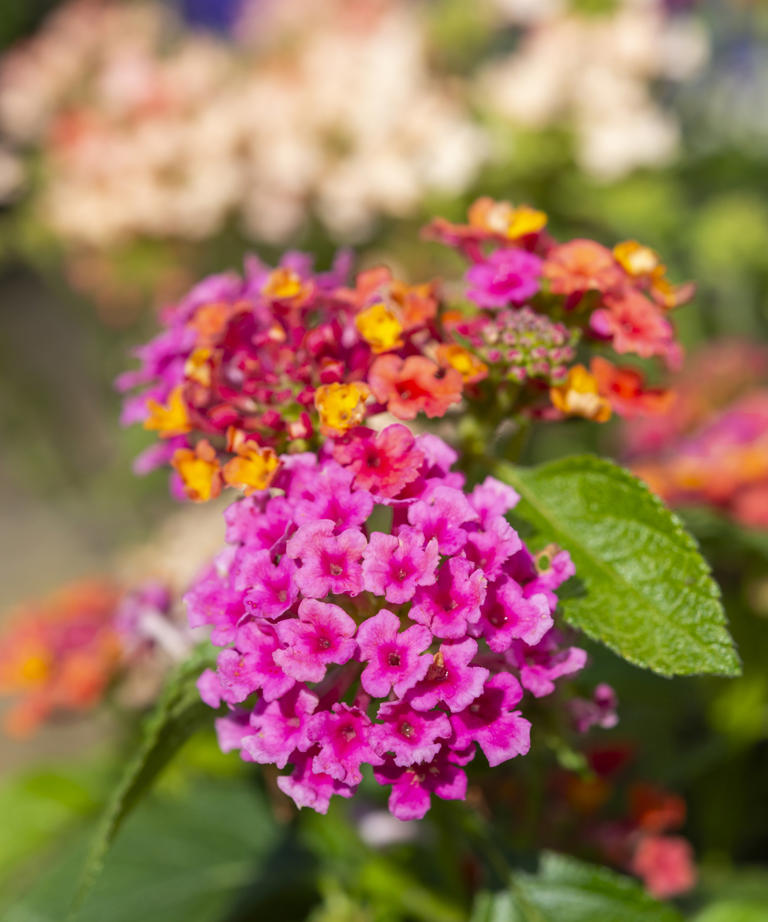 Do You Need To Prune Lantana? Why Trimming Will Result In Prolific Blooms