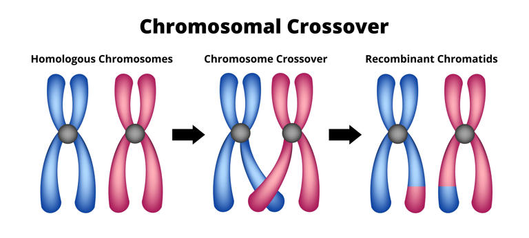 Il cromosoma Y sta davvero scomparendo? Sembra di sì, ma facciamo chiarezza