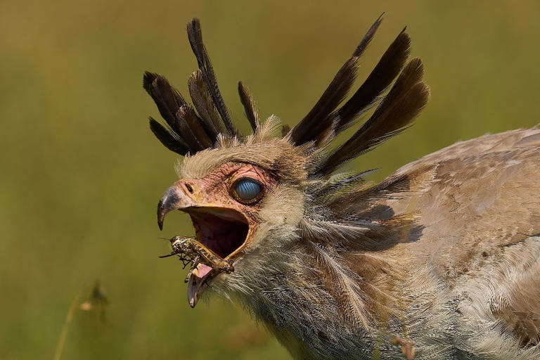 Dramatic photo captures moment giant bird closes hidden 3rd eyelid ...