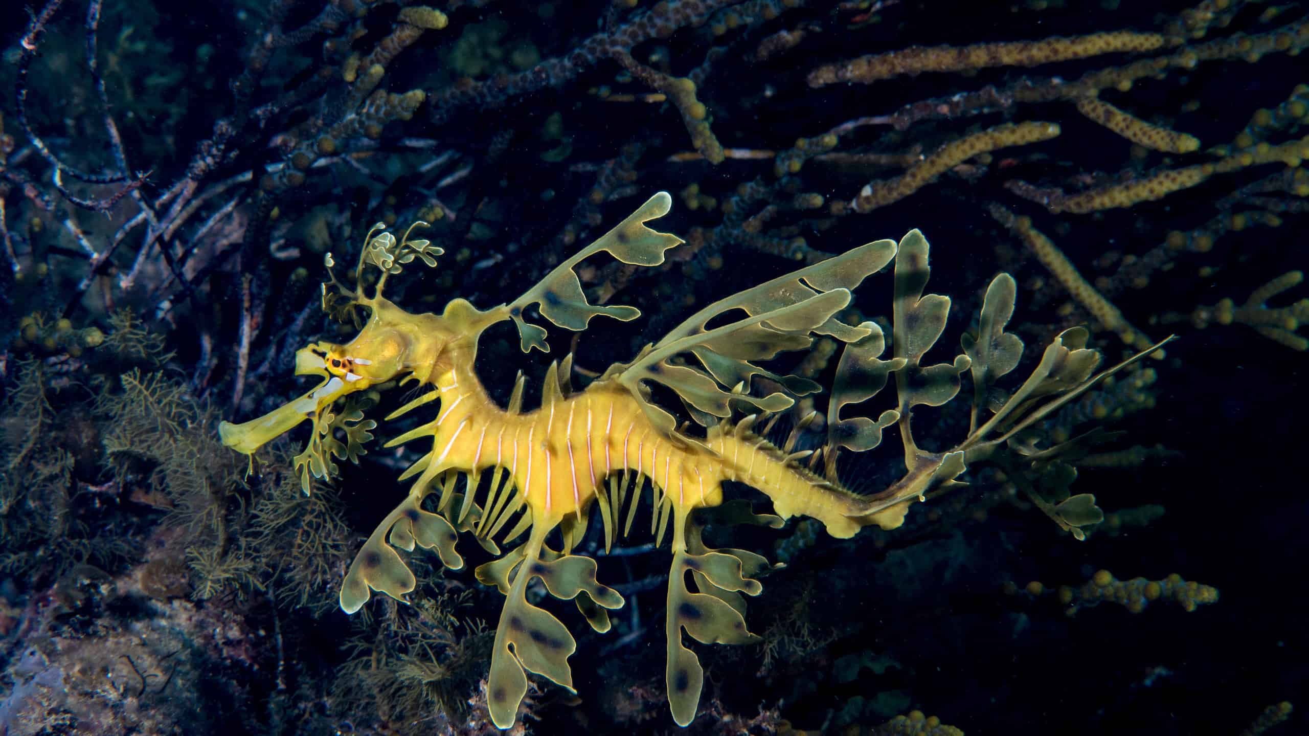 These Are the Strangest Creatures Living Deep in the Ocean