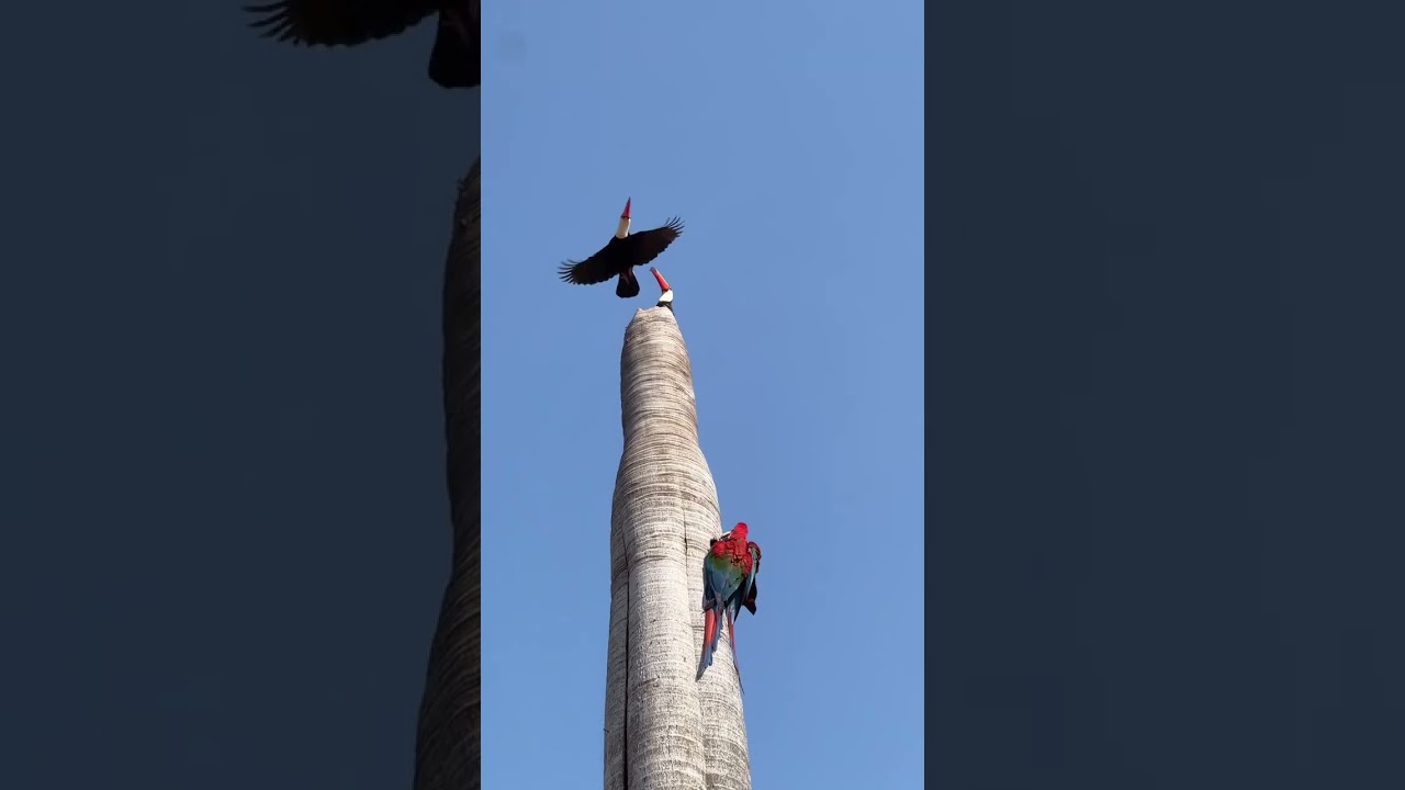 Red macaws fiercely protect nest from large intruding toucans